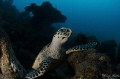   hawksbill turtle Veracruz Mexico  